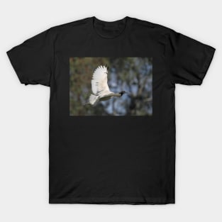 Australian White Ibis Flying #2, South Australia. T-Shirt